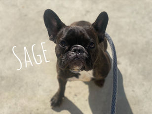 Sage | French Bulldog | Los Angeles, CA | In-Training
