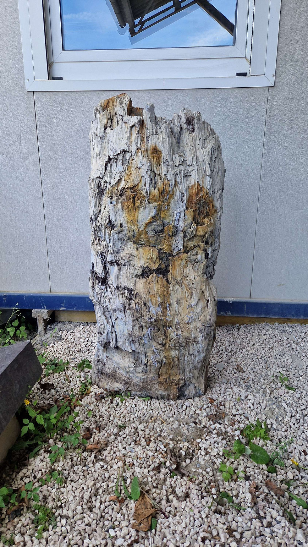 Miniaturbild: Versteinertes Holz 109 x 47 x 18 cm