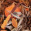 Miniatura: Pont large biothane® (pour collier de chasse)