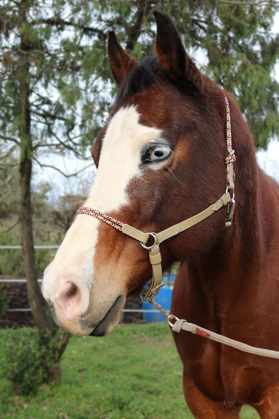 Miniaturbild: Licol MultiMix