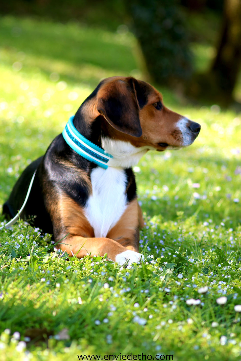 Miniatura: Collana Glitter Biothane®