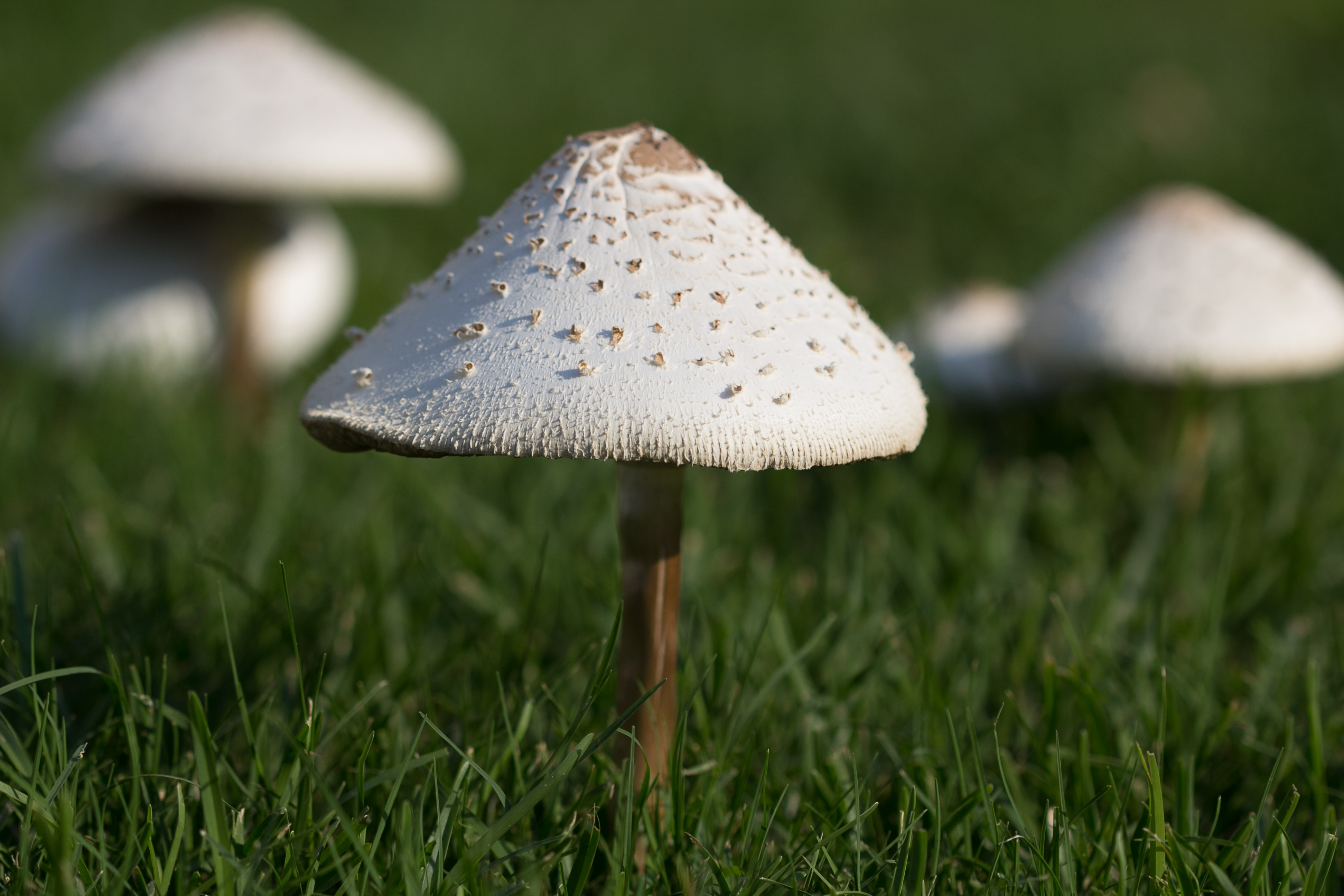 Fairy Ring Star