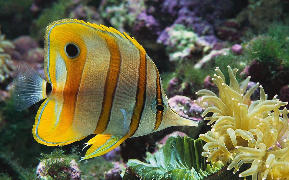 30159_Desktop-backgrounds-Animal-Life-Underwater-Copperband-butterflyfish_1280x800