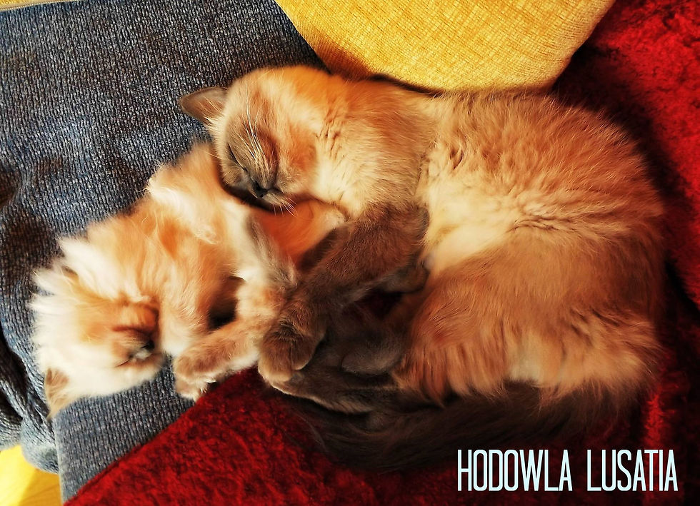 Loona i jedna z kotek