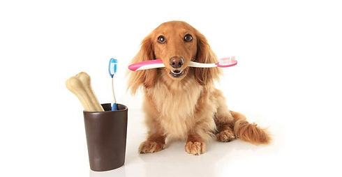 dente.jpg