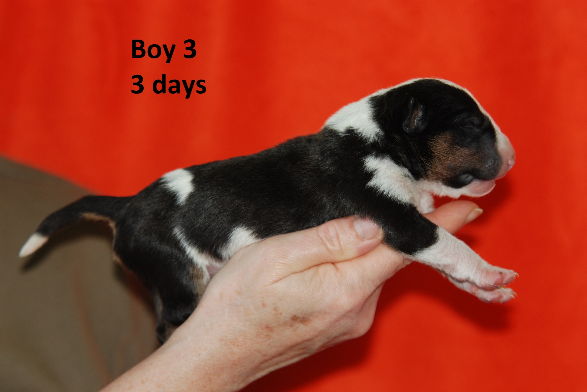 Boy3 (2)