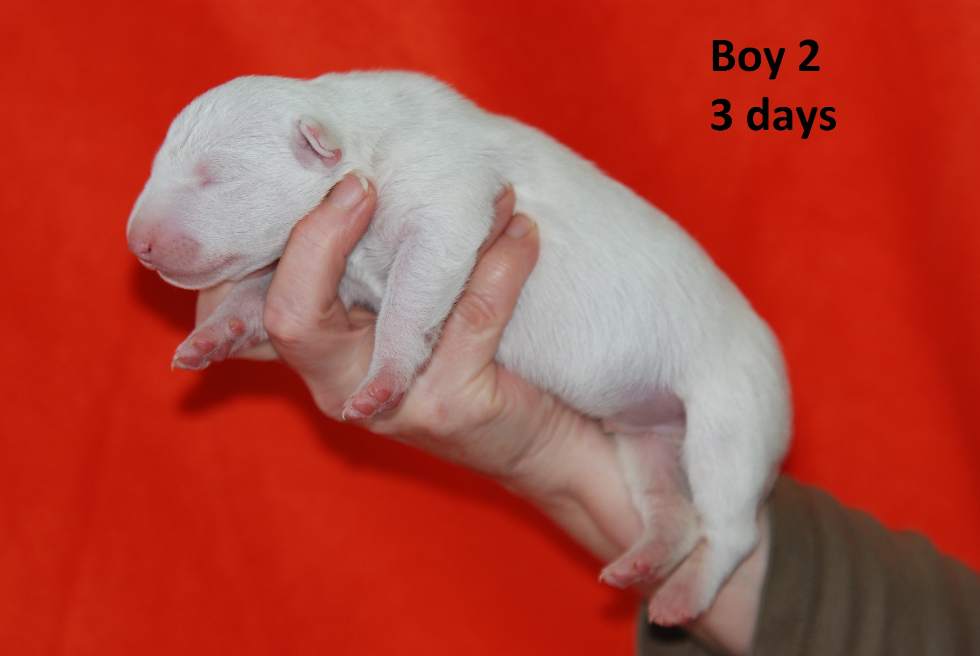 Boy2