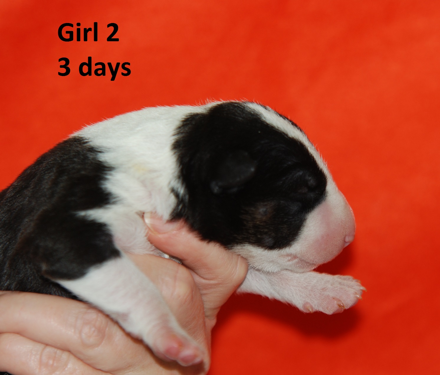 Girl2 (2)