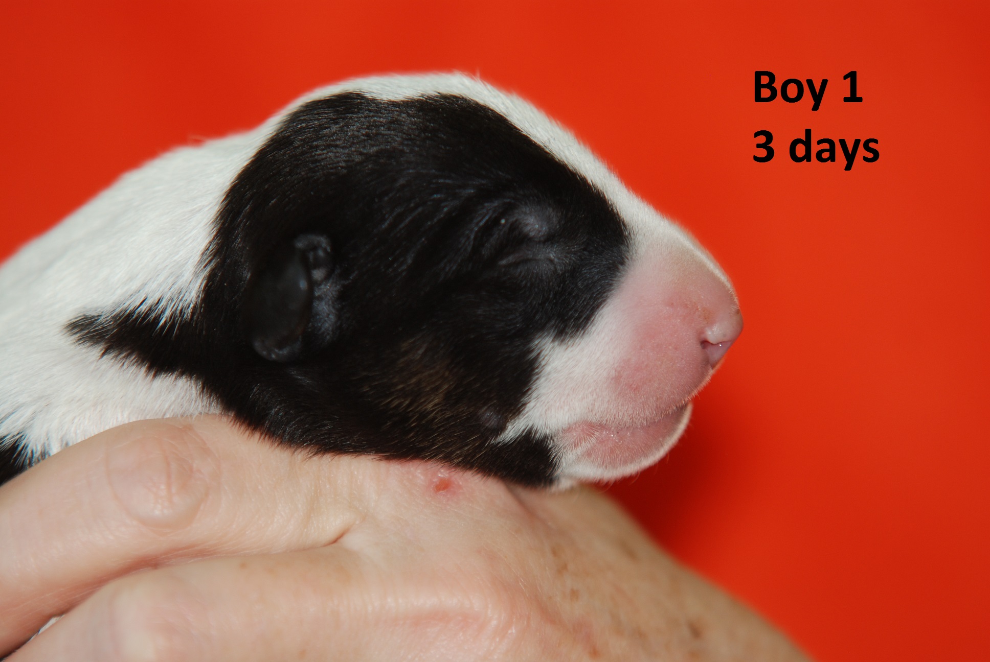 Boy1 (4)