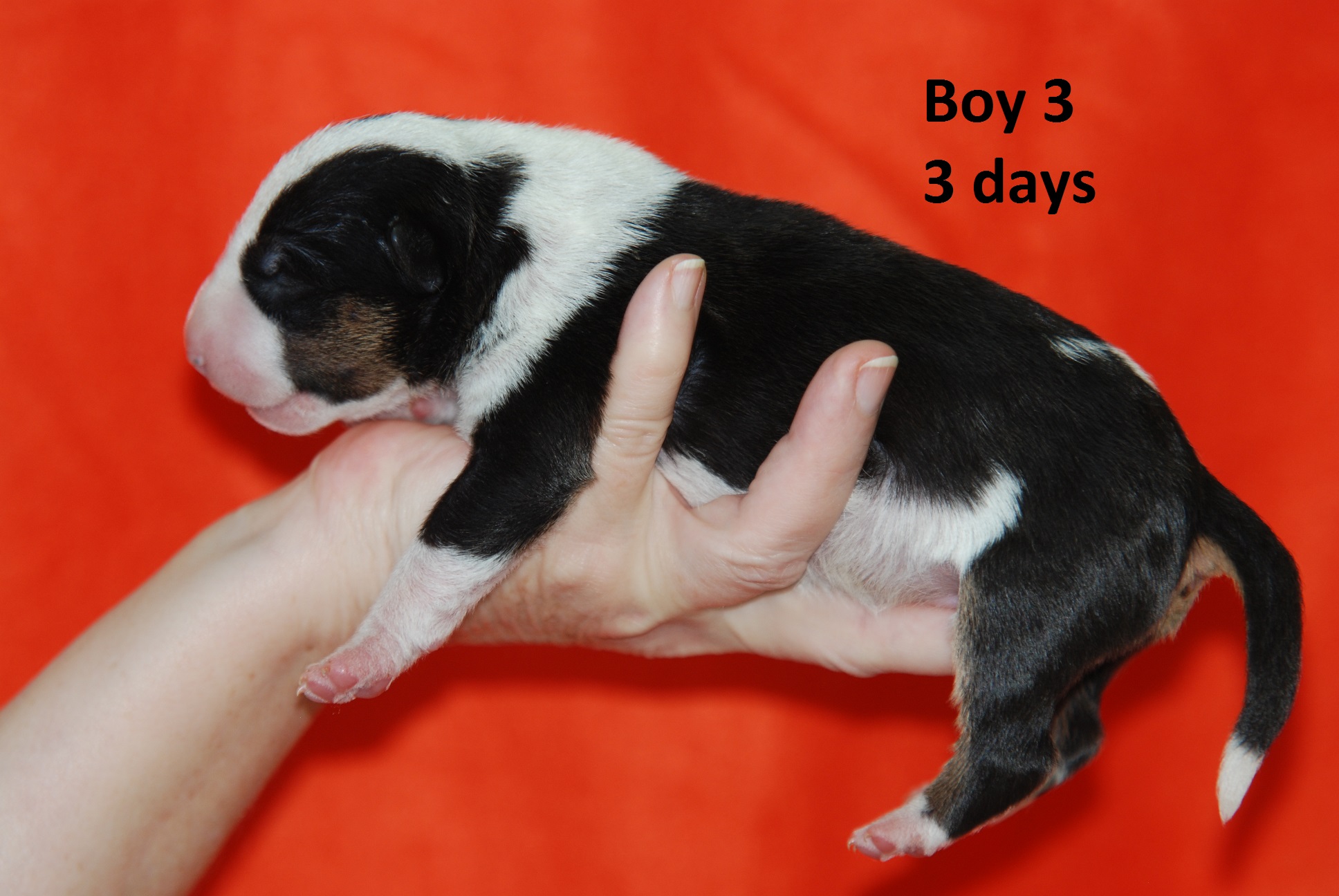 Boy3