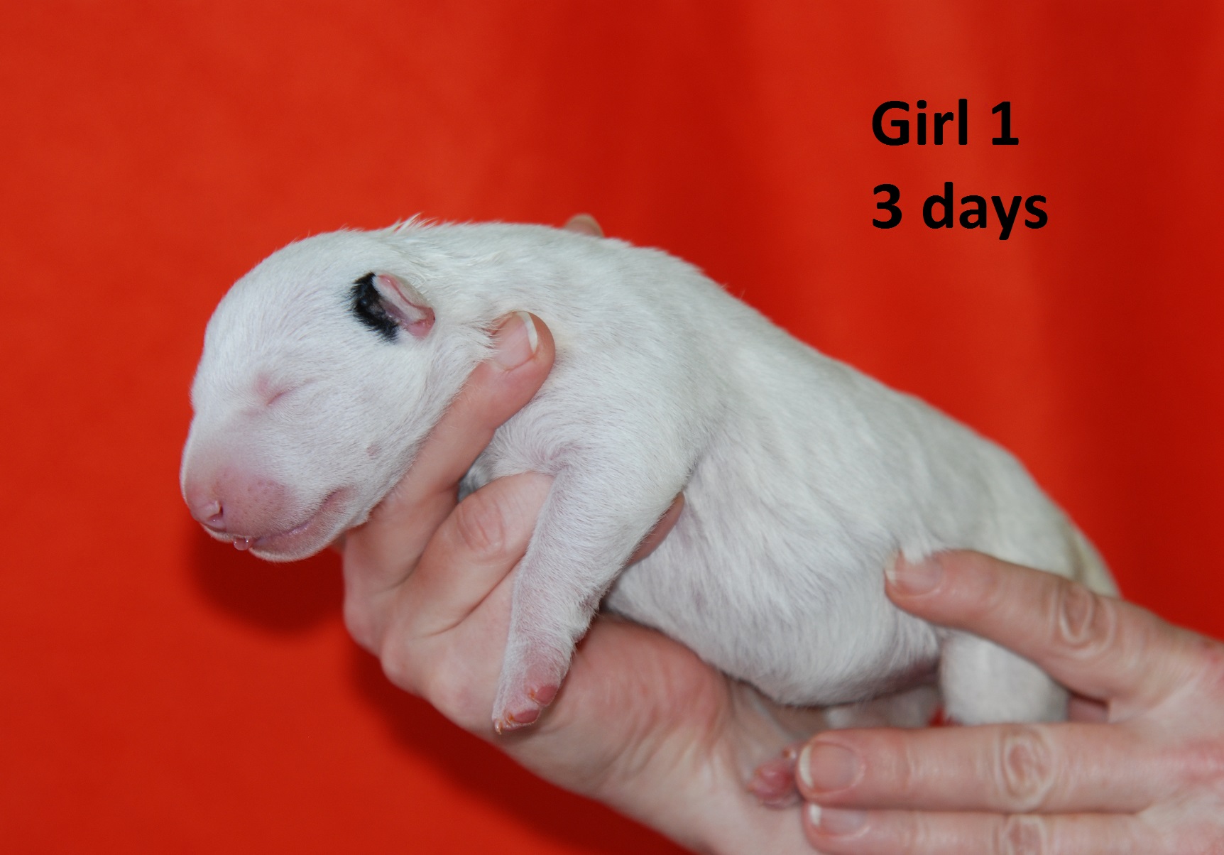 Girl1 (2)