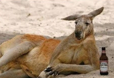 Panel: Wallabies, Kangaroos and YouTubers, Oh My! Plus: Covid Strikes SB Schools