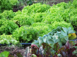 IMAGENS DA NOSSA HORTA