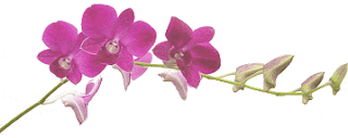 Orchidees GIF.gif