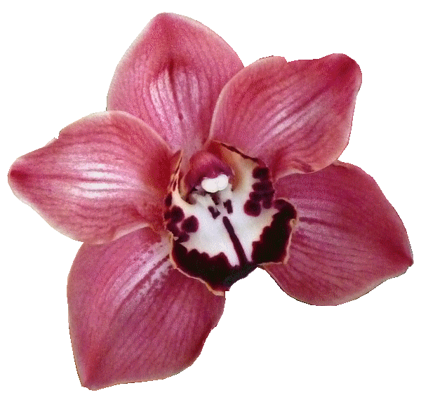 Orchidée détourée.gif