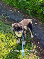 small black and white dog on a leash