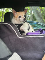 beige chihuahua in car seat