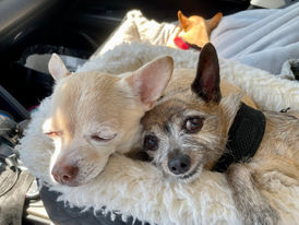 2 chihuahuas in car seat