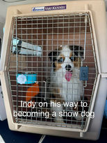 American shepherd dog in travel crate