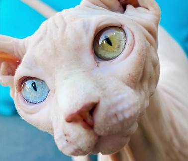 Wayne's Eyes_edited_edited.jpg