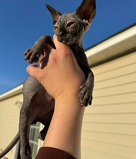 Black Sphynx Male