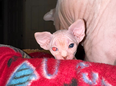 Odd-eyed baby_edited.jpg
