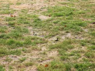 Could Grubs Be Damaging Your Lawn? Here's What to Look For