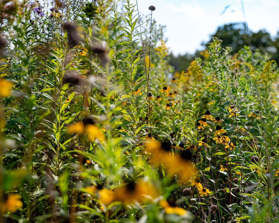 Prairie Flowers-3.JPG