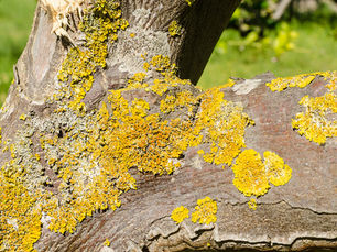 Should I Treat My Trees with Fungicide? Here's What Every Homeowner Should Know