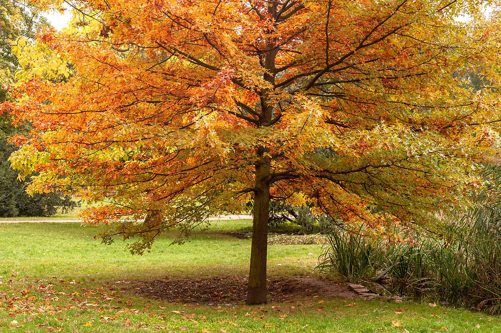 Is Your Tree Struggling? What to Look for Before Winter