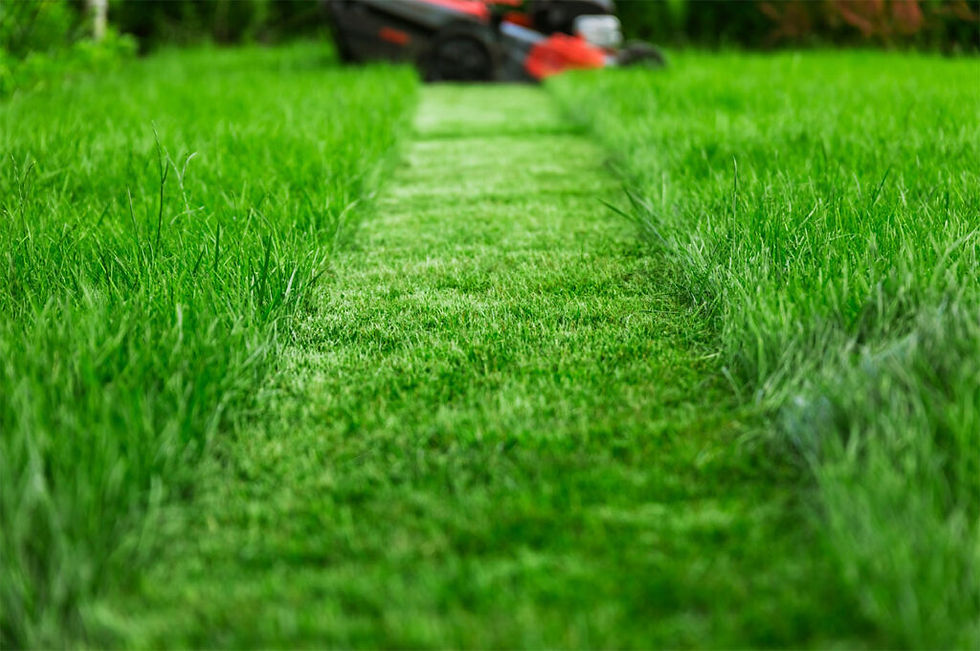 Lawn Care Tips for Wisconsin Lawns: How to Grow a Healthy, Thick Lawn