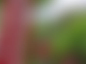 京都へお参りに✨