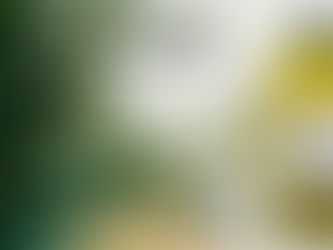 Extra Virgin Olive Oil Supplier in Dubai