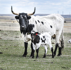 NRCS_0220.jpg