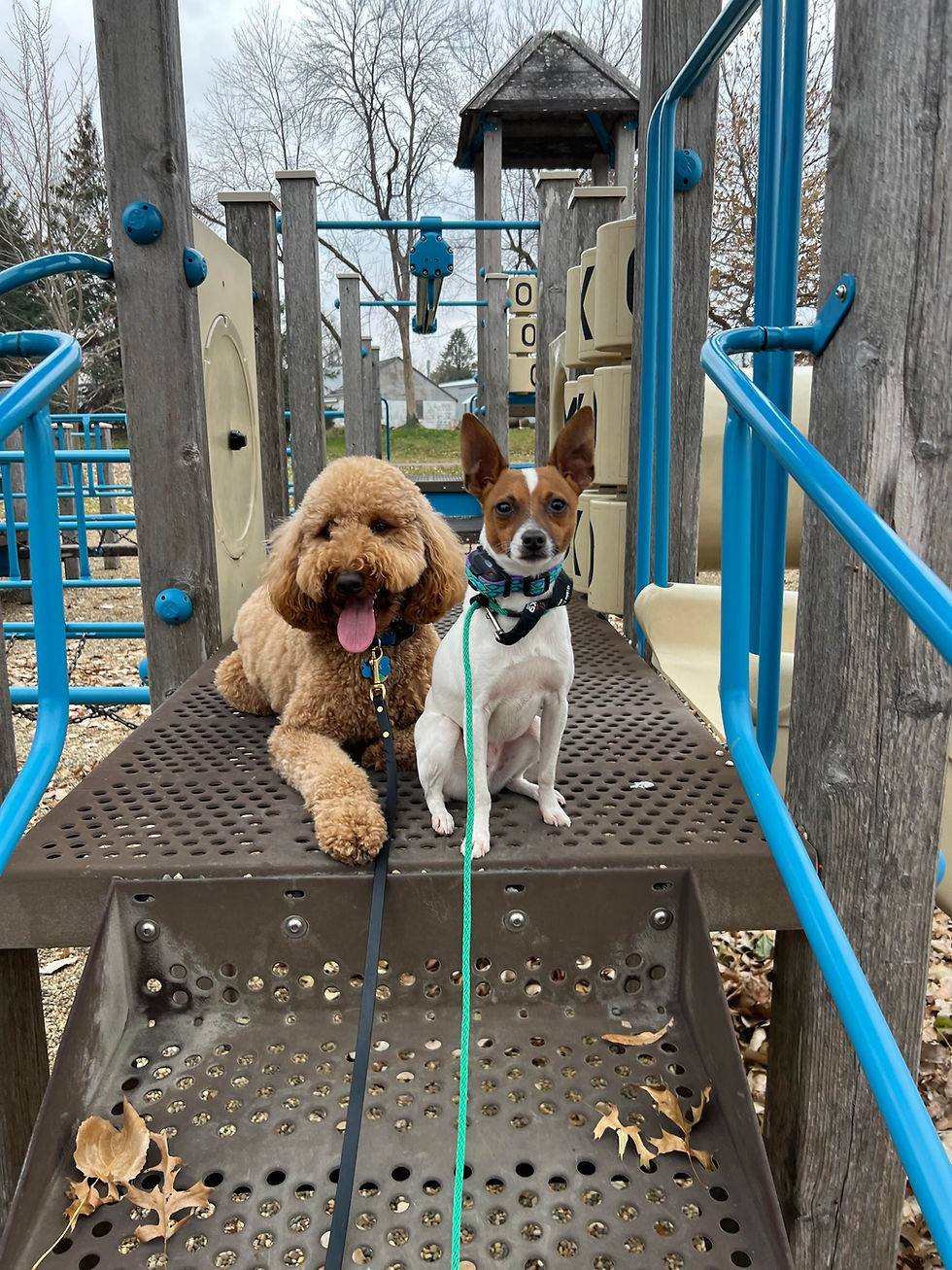 Doodle and terrier calmly enjoying an outing to the park.