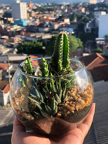 Mini arranjo de Suculentas.jpg