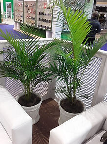 Palmeira Areca no vaso canelado.jpg