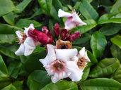 Strophanthus: A Natural Breakthrough for Heart Health, Longevity and Stress Relief