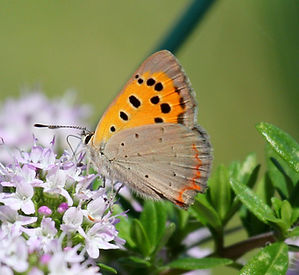 SMALL COPPER