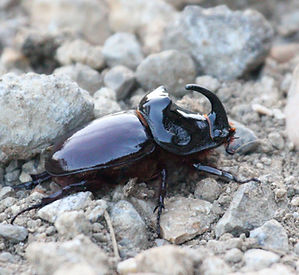 RHINOCEROS BEETLE