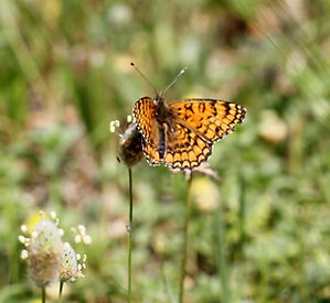 EASTERN KNAPWEED FRITILLARY