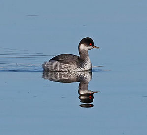 BLACK-NECKED GREBE