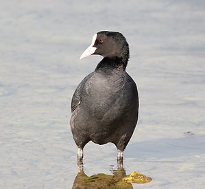 COOT