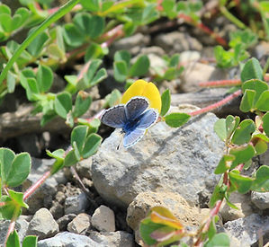 EASTERN BATON BLUE