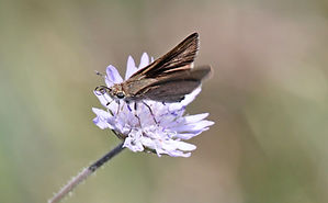 MEDITERRANEAN SKIPPER