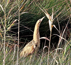 BITTERN