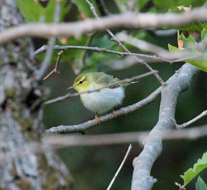 WOOD WARBLER