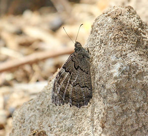FREYER'S GRAYLING