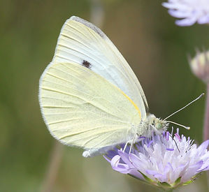 LARGE WHITE