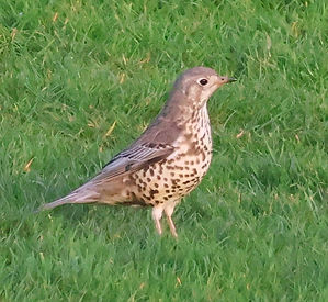 MISTLE THRUSH